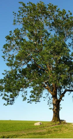 European ash tree, Fraxinus excelsior